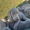 8 week old Weimaraner puppies available