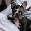 French bulldog puppies