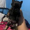Fluffy French Bulldog female