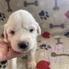 Purebred Great Pyrenees puppies