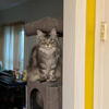 Mainecoon Poly Silver Tabby Female
