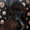 Rolo Rich Chocolate/Carmel Colored Poodle Puppy