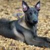 BLUE SABLE Belgian malinois