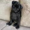 Pug puppies ready for loving homes