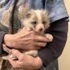 Fox kits(pups)