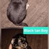 Beautiful AKC Long Coat Chihuahua Boys!!