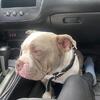 Male pocket bully stud available!