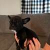 3 male French Bulldog puppies. 8 wks old. 