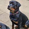 AKC registered litter of German Rottweilers-Champion bloodline puppies born 1/20/2024