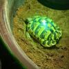 Herman’s Tortoise- Adult