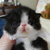 CFA Exotic Shorthair and Exotic Longhair kittens born March 22, 2026