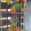 opalinos lovebird