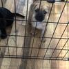 Pug mix puppies all male