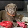 Silver Labrador puppies