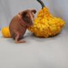 Male Skinny Pigs