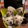 Pure Breed Yellow Labs - Five Females, One Males