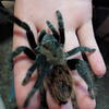 Rehoming tarantulas