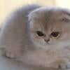 Purebred Scottish Fold Available