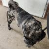 Blue Merle Pug