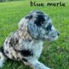 Double Doodles for sale in Northern Michigan. Dam is Red Merle Labradoodle, Stud is Goldendoodle