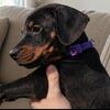 ** DOBERMAN PUPPIES **