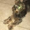 Yorkie Females need Home