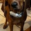 Young Female Redbone Coonhound