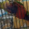 Swanson's blue mountain (rainbow)lory