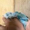 young hand fed quaker (blue)