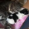 Black & White Kitten Looking For A Home