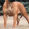 BIG BONE BULL MASTIFFS