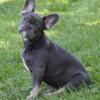 For Sale- Female French Bulldog