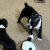 AKC Boston Terrier male puppy