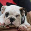 11 week old English bulldog