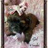 2 Adorably Sweet Shih Tzu puppies available