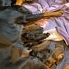 Doberman Puppies for sale