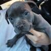 8 Week Old Pocket American Bully