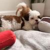 Shih Tzu Puppy Looking for Loving Home