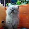 Purebred Persian Blue Point Female - Ready to go