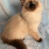 Siberian Kitten for Sale - Siberian Colorpoint - KELLY