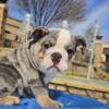 Female AKC MINI Bulldog Puppies Available