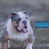 Adult male Bulldog for sale
