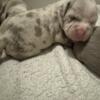 Abkc reg. American Bully Puppies