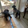 Bullmastiff/choc Labrador puppies