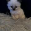 SOLD Georgia female Ragdoll kitten seal point