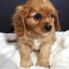 Cavalier King Charles Spaniel Male Puppies AKC (Heidi's)