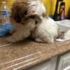 Beautiful female shih tzu pure breed