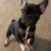 French Bulldog / Frenchie puppies