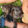 Mastiff puppies 2  pups left price reduced