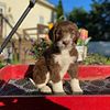 Standard Poodle Stud Hunk